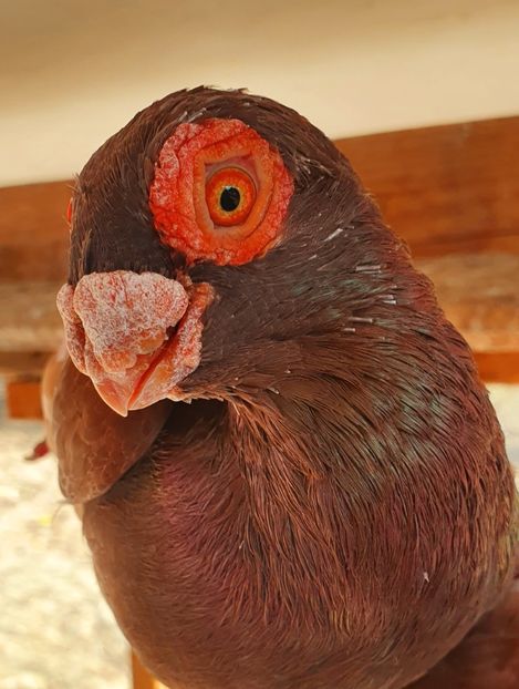  - GROUP FACEBOOK -BARB-CARUNCULAT-PIEGONS-