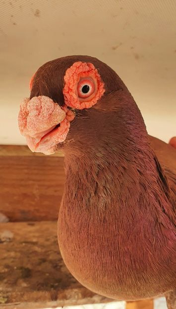  - GROUP FACEBOOK -BARB-CARUNCULAT-PIEGONS-