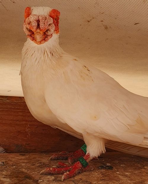  - GROUP FACEBOOK -BARB-CARUNCULAT-PIEGONS-