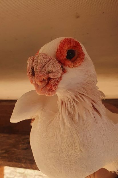  - GROUP FACEBOOK -BARB-CARUNCULAT-PIEGONS-