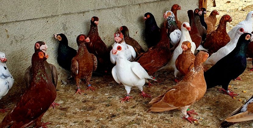  - GROUP FACEBOOK -BARB-CARUNCULAT-PIEGONS-