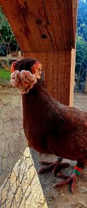  - GROUP FACEBOOK -BARB-CARUNCULAT-PIEGONS-