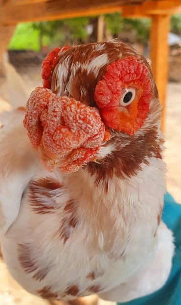  - GROUP FACEBOOK -BARB-CARUNCULAT-PIEGONS-