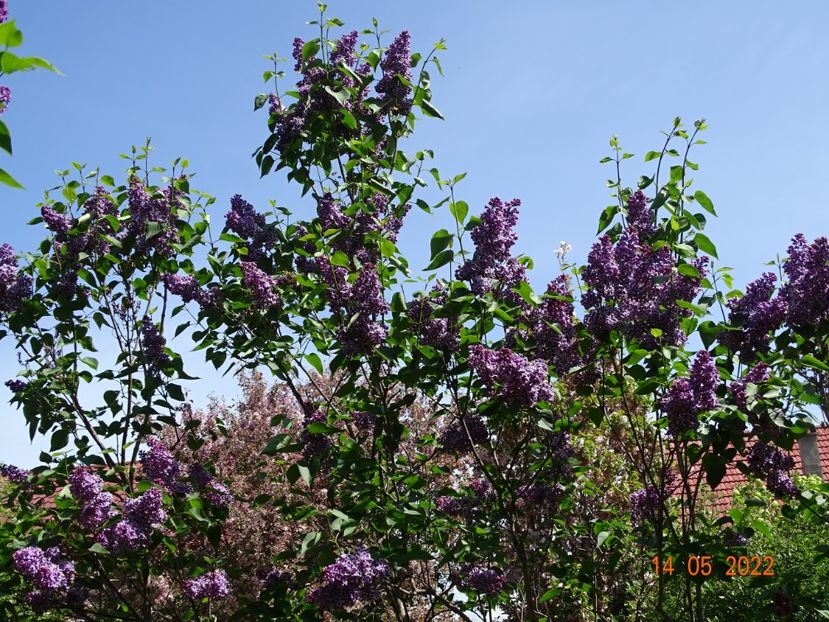  - Copacei si arbusti 2022