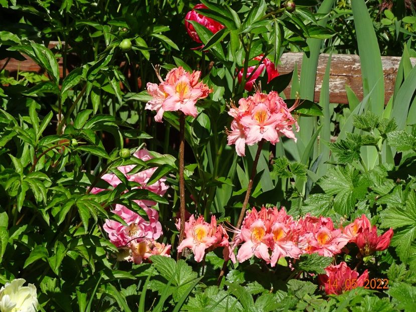  - Copacei si arbusti 2022