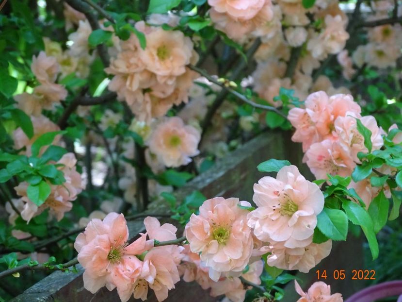  - Copacei si arbusti 2022