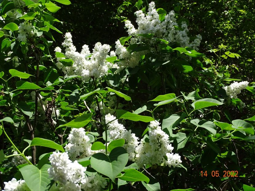  - Copacei si arbusti 2022