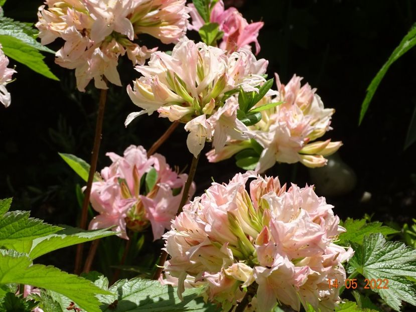  - Copacei si arbusti 2022