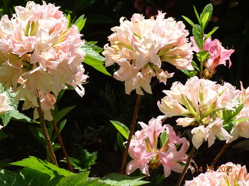  - Copacei si arbusti 2022