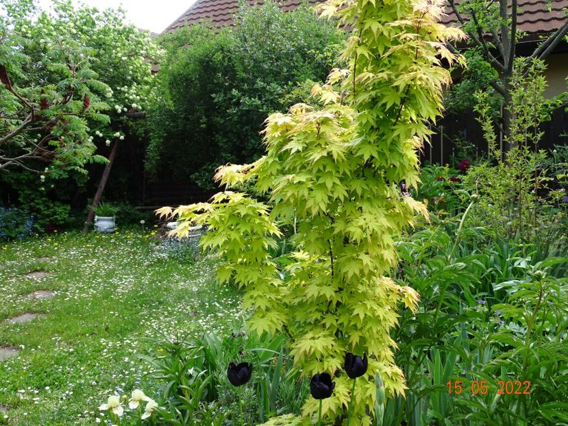  - Copacei si arbusti 2022