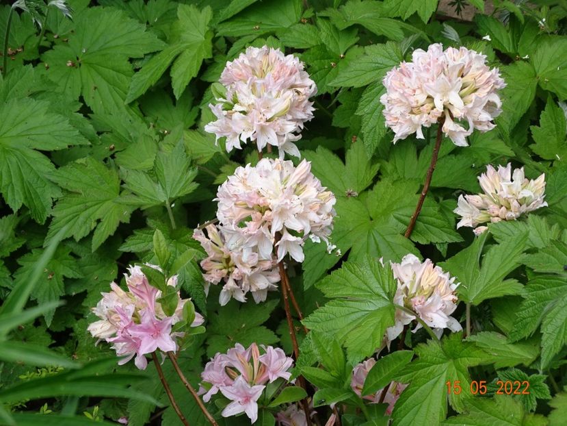  - Copacei si arbusti 2022