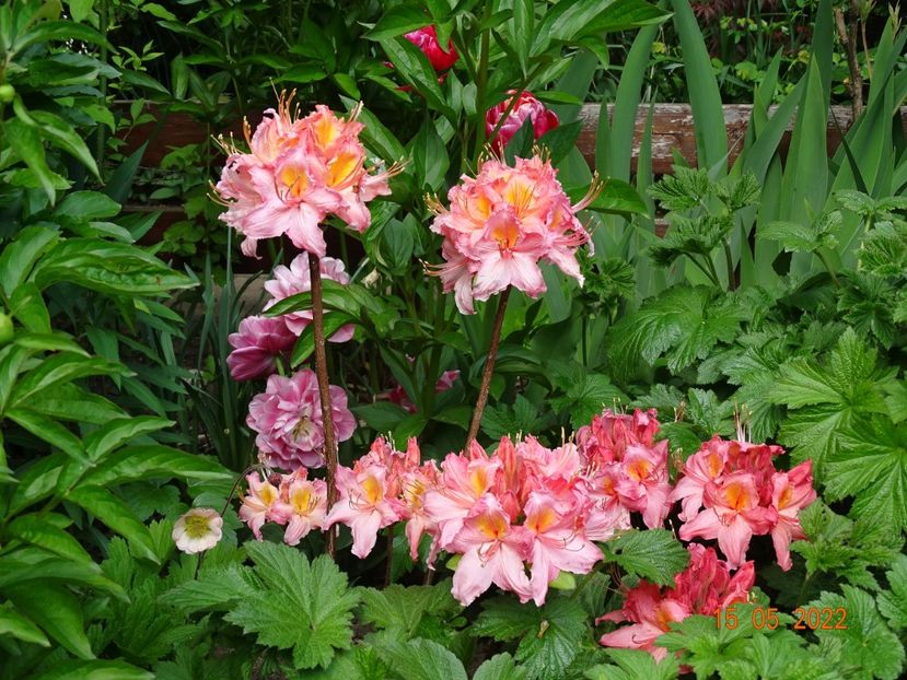  - Copacei si arbusti 2022