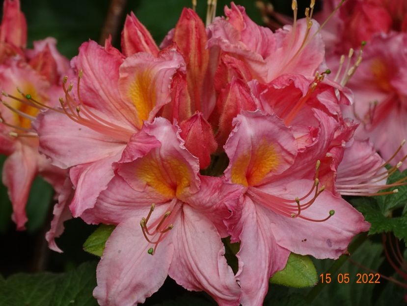  - Copacei si arbusti 2022