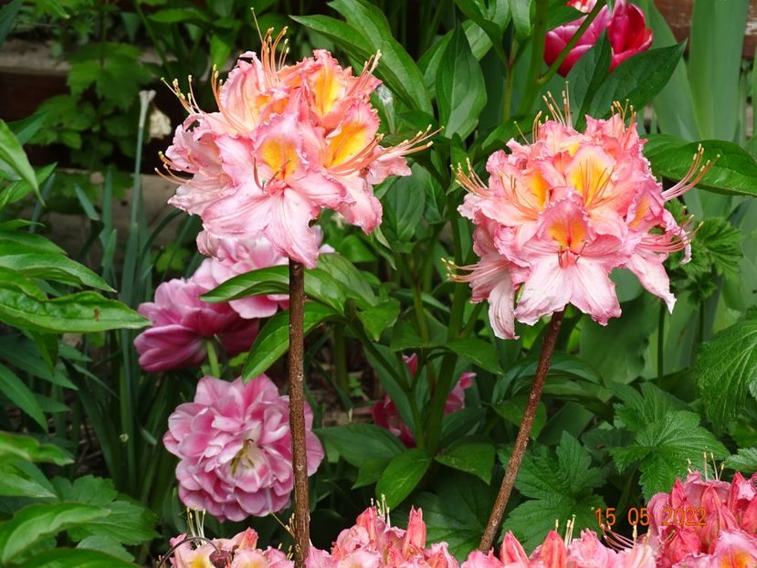  - Copacei si arbusti 2022