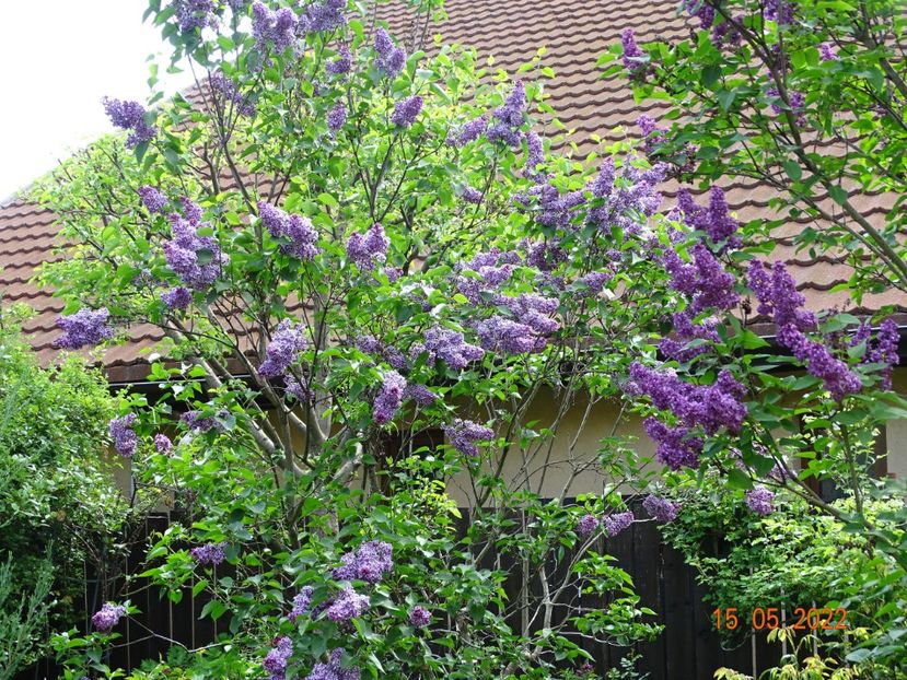  - Copacei si arbusti 2022