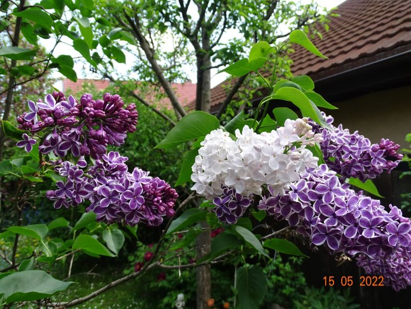  - Copacei si arbusti 2022