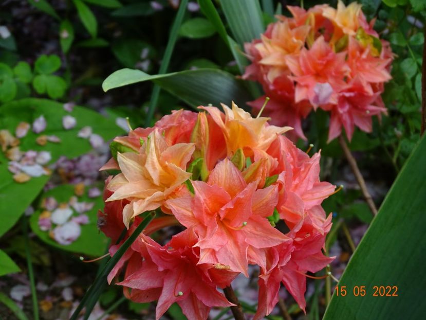  - Copacei si arbusti 2022