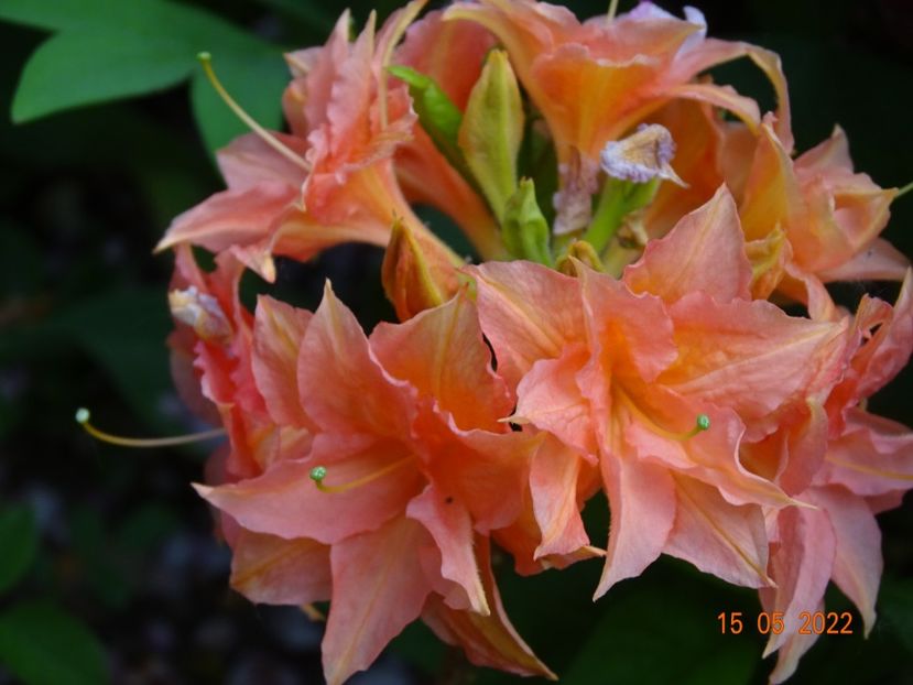  - Copacei si arbusti 2022