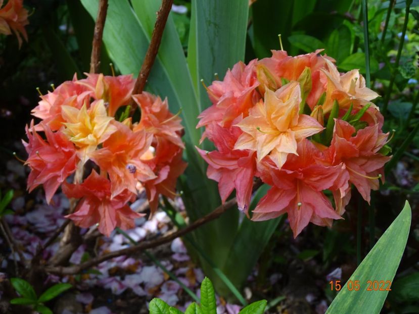  - Copacei si arbusti 2022