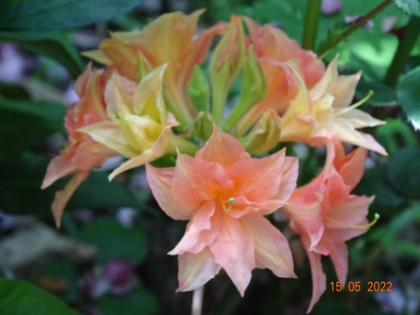  - Copacei si arbusti 2022