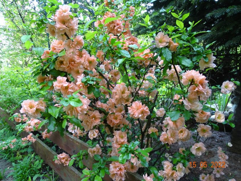  - Copacei si arbusti 2022