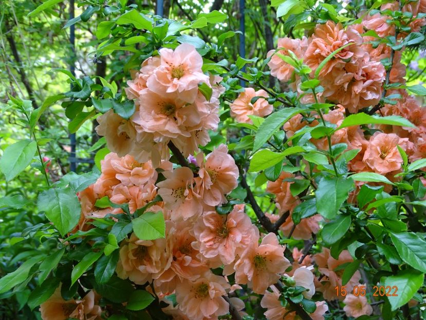  - Copacei si arbusti 2022