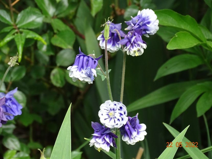  - Aquilegia 2022