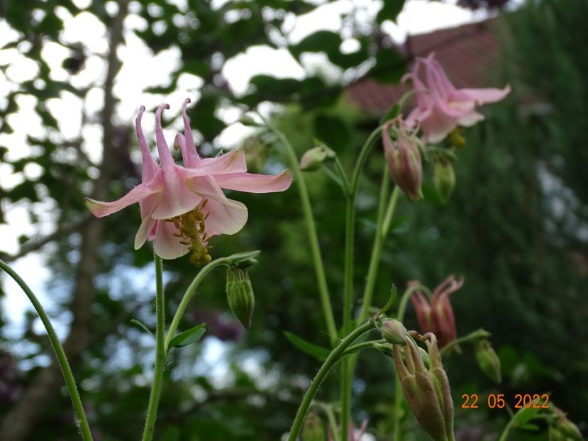  - Aquilegia 2022