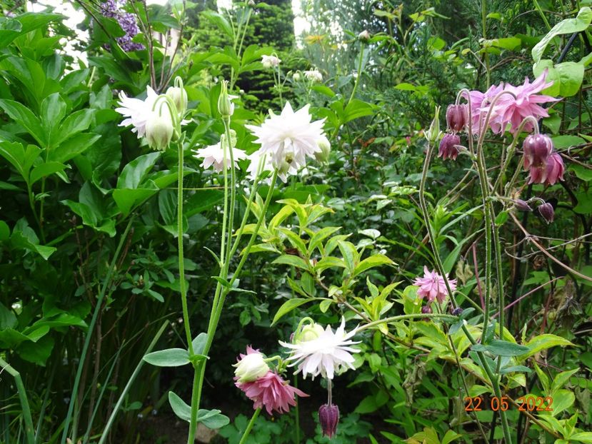  - Aquilegia 2022