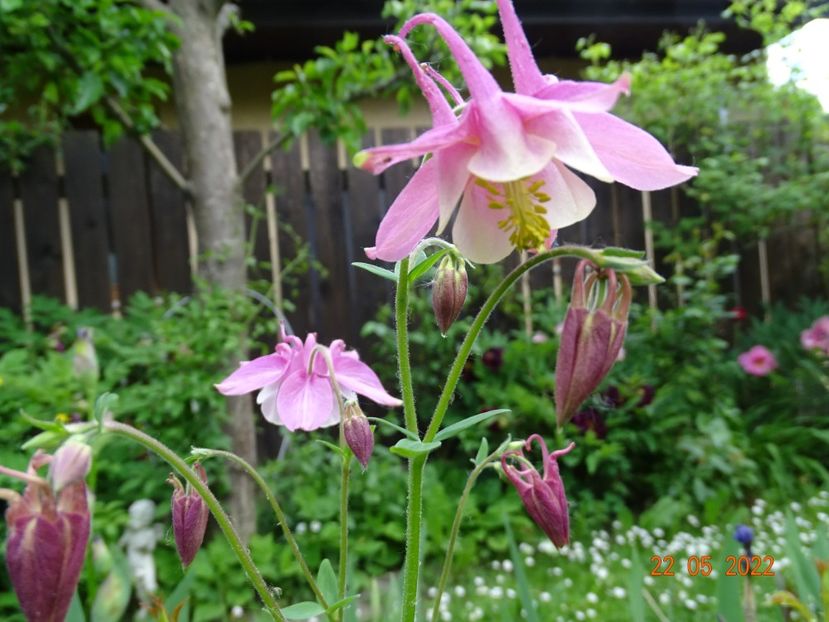  - Aquilegia 2022