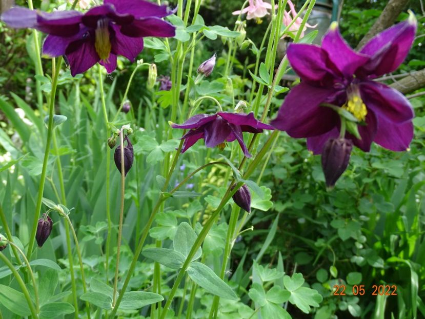  - Aquilegia 2022
