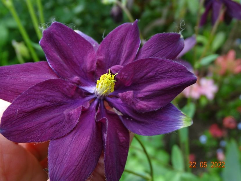 - Aquilegia 2022