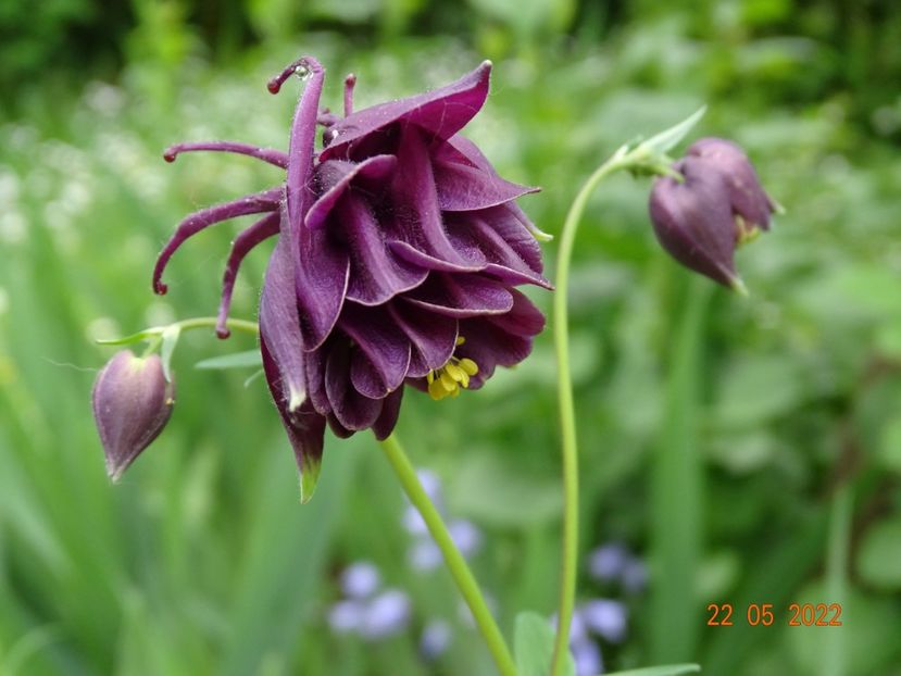  - Aquilegia 2022