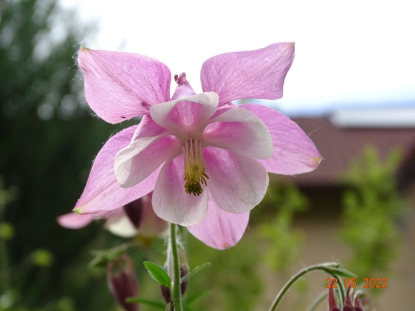  - Aquilegia 2022