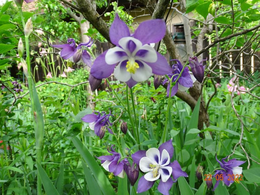  - Aquilegia 2022