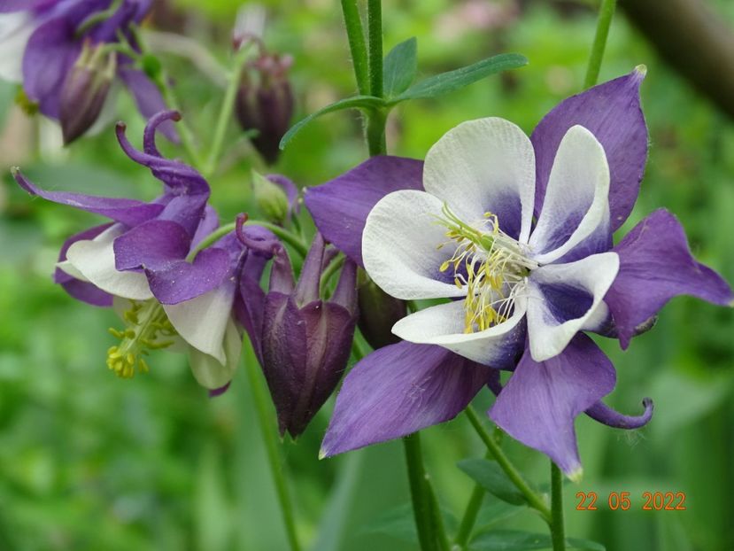 - Aquilegia 2022