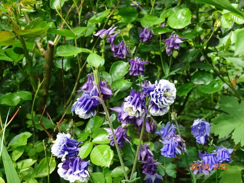  - Aquilegia 2022