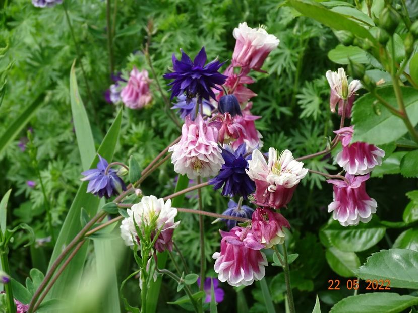  - Aquilegia 2022
