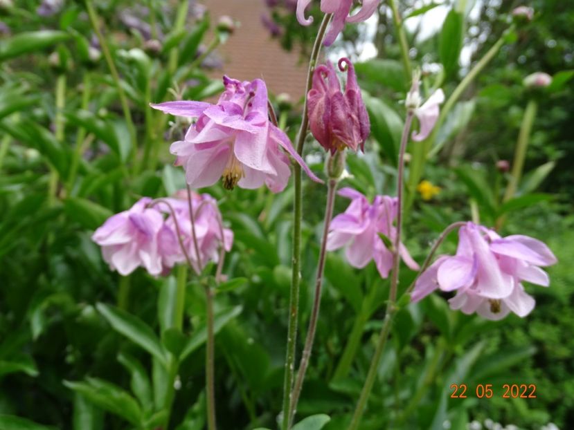  - Aquilegia 2022