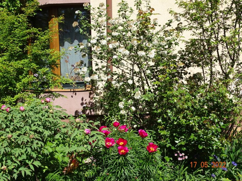  - Copacei si arbusti 2022