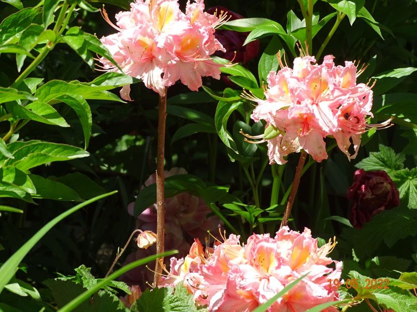  - Copacei si arbusti 2022