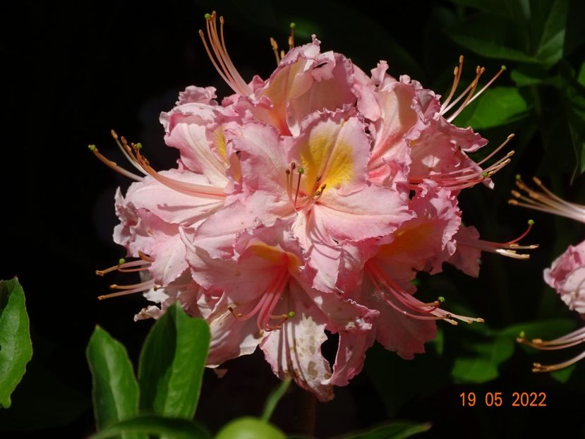  - Copacei si arbusti 2022