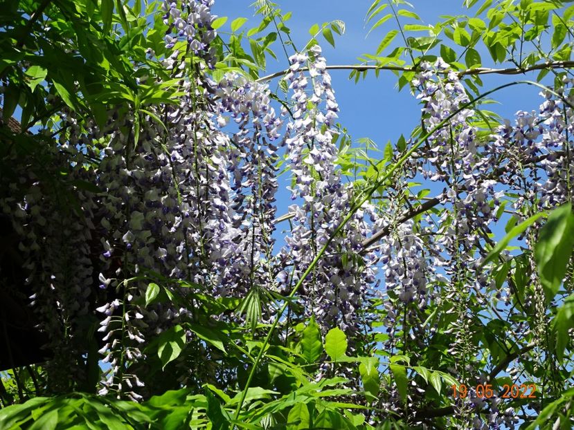  - Copacei si arbusti 2022