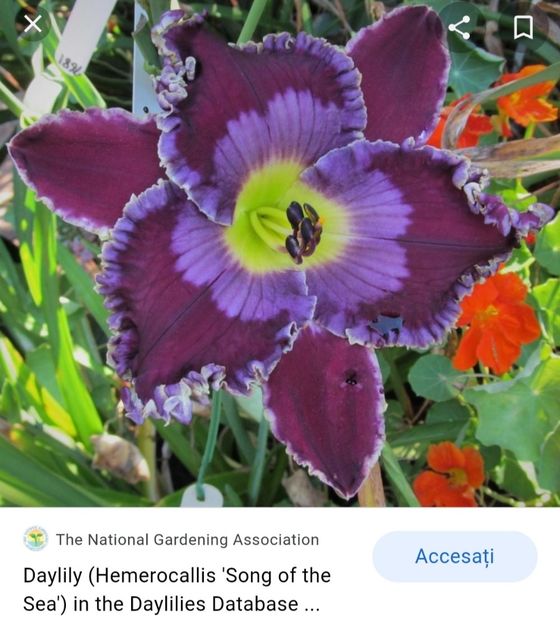  - Hemerocallis achiziții 2022