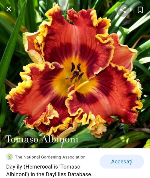  - Hemerocallis achiziții 2022