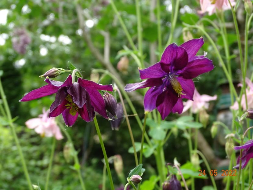  - Aquilegia 2022