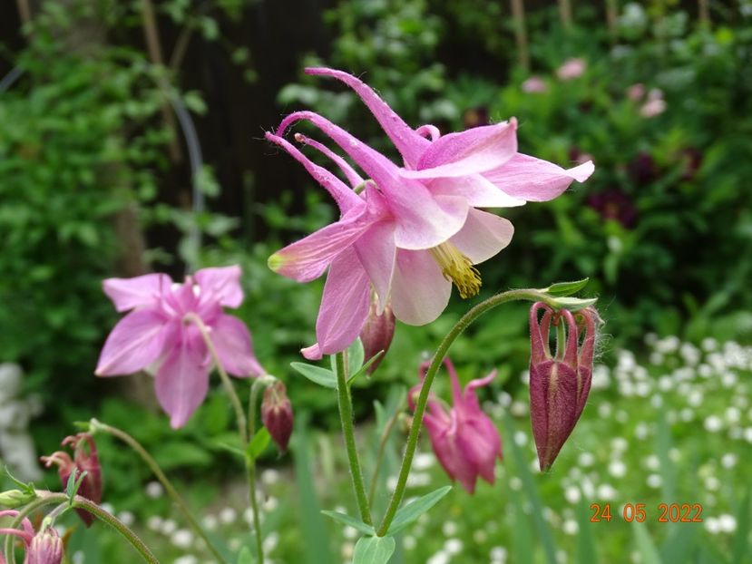  - Aquilegia 2022