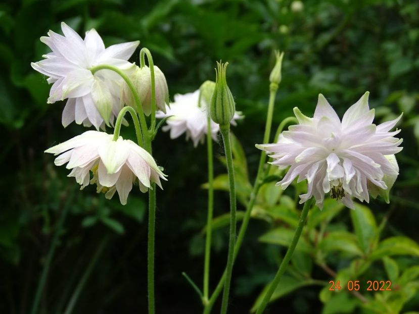  - Aquilegia 2022