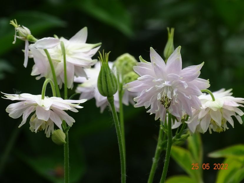  - Aquilegia 2022