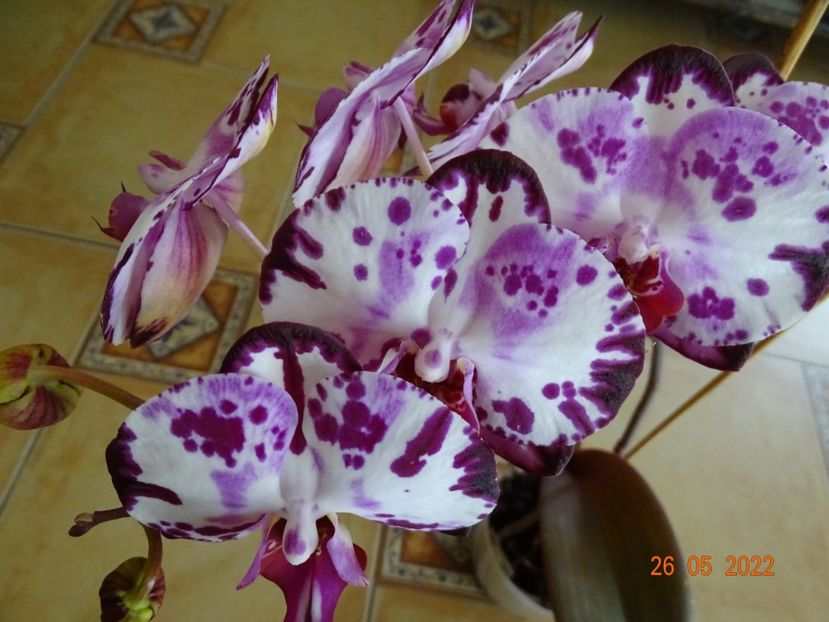  - Orhidee